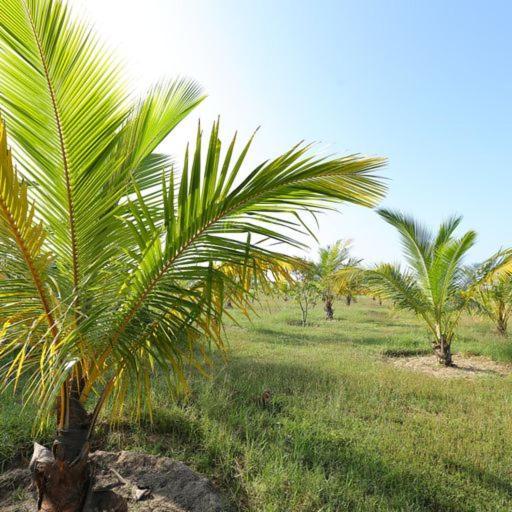 Hotel Kayjay Palms Passikudah Exteriér fotografie